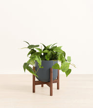 Load image into Gallery viewer, Iron Gray stand:walnut
