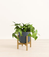Load image into Gallery viewer, Iron Gray stand:bamboo
