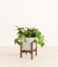 Load image into Gallery viewer, Natural Bamboo stand:walnut
