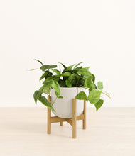 Load image into Gallery viewer, Natural Bamboo stand:bamboo
