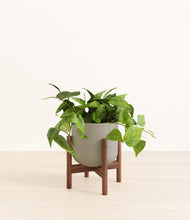 Load image into Gallery viewer, Sage Green stand:walnut
