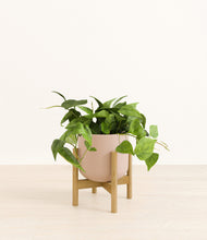 Load image into Gallery viewer, Sandy Pink stand:bamboo
