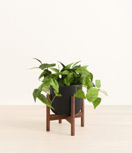 Load image into Gallery viewer, Stone Black stand:walnut
