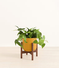 Load image into Gallery viewer, Sunset Orange stand:walnut
