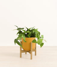 Load image into Gallery viewer, Sunset Orange stand:bamboo
