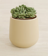 Load image into Gallery viewer, Almond Green stand:all
