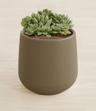 Load image into Gallery viewer, Olive stand:all
