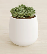 Load image into Gallery viewer, White stand:all
