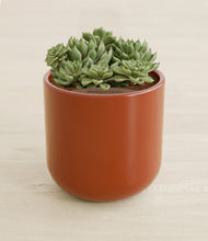 Load image into Gallery viewer, Glossy Red stand:all
