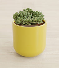 Load image into Gallery viewer, Key Lime Yellow stand:all
