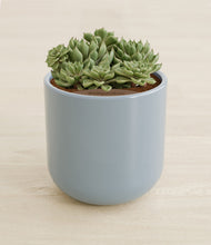 Load image into Gallery viewer, Misty Blue stand:all
