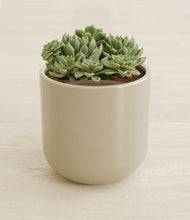 Load image into Gallery viewer, Sage Green stand:all
