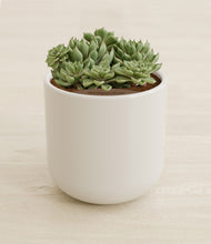 Load image into Gallery viewer, Cotton White stand:all
