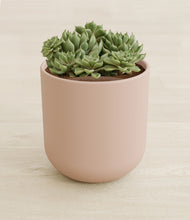 Load image into Gallery viewer, Sandy Pink stand:all
