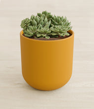 Load image into Gallery viewer, Sunset Orange stand:all
