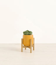 Load image into Gallery viewer, Mustard stand:bamboo
