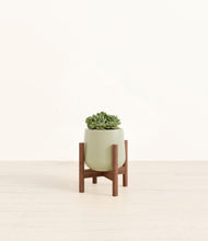 Load image into Gallery viewer, Turquoise stand:walnut
