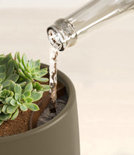 Load image into Gallery viewer, Olive stand:all
