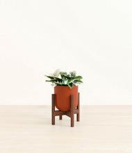 Load image into Gallery viewer, Earth Red stand:walnut
