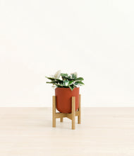 Load image into Gallery viewer, Earth Red stand:bamboo

