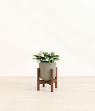 Load image into Gallery viewer, Sage Green stand:walnut
