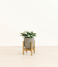 Load image into Gallery viewer, Sage Green stand:bamboo
