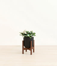 Load image into Gallery viewer, Stone Black stand:walnut
