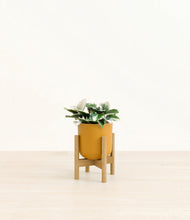 Load image into Gallery viewer, Sunset Orange stand:bamboo
