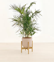 Load image into Gallery viewer, Sandy Pink stand:bamboo
