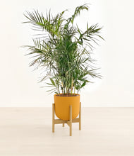 Load image into Gallery viewer, Sunset Orange stand:bamboo
