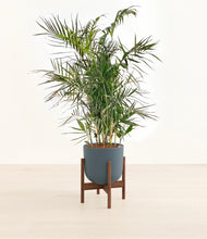 Load image into Gallery viewer, Iron Gray stand:walnut
