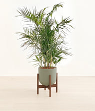 Load image into Gallery viewer, Sage Green stand:walnut
