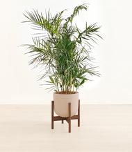 Load image into Gallery viewer, Sandy Pink stand:walnut

