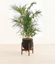 Load image into Gallery viewer, Stone Black stand:walnut
