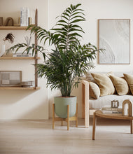 Load image into Gallery viewer, Sage Green stand:light
