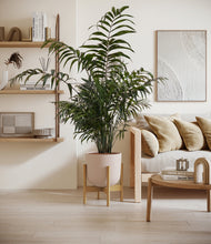 Load image into Gallery viewer, Sandy Pink stand:light
