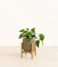 Load image into Gallery viewer, Olive stand:bamboo
