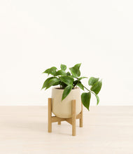 Load image into Gallery viewer, Almond Green stand:bamboo
