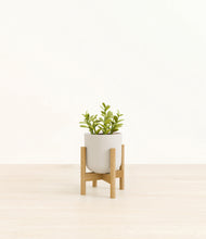 Load image into Gallery viewer, Sage Green stand:bamboo
