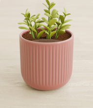 Load image into Gallery viewer, Striped Rose Pink stand:all
