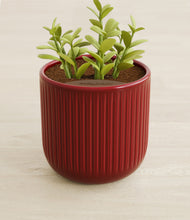 Load image into Gallery viewer, Striped Cherry Red stand:all
