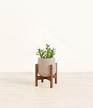 Load image into Gallery viewer, Eternal Gray stand:walnut
