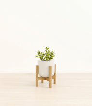 Load image into Gallery viewer, Cotton White stand:bamboo
