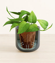 Load image into Gallery viewer, Iron Gray stand:all
