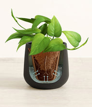 Load image into Gallery viewer, Black stand:all
