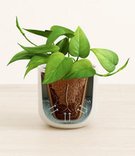 Load image into Gallery viewer, Cotton White stand:all
