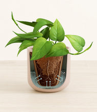 Load image into Gallery viewer, Sandy Pink stand:all
