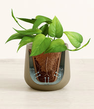 Load image into Gallery viewer, Olive stand:all
