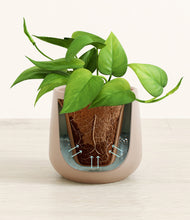 Load image into Gallery viewer, Eternal Gray stand:all
