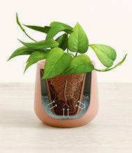 Load image into Gallery viewer, Calm Rose stand:all
